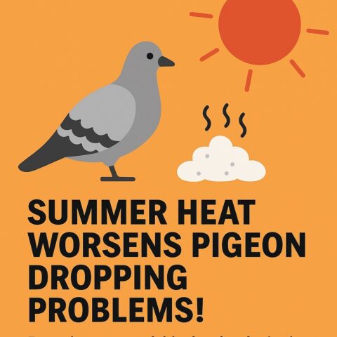 夏対策シリーズ① 【第1回】夏は鳩のフンが危険な季節！
