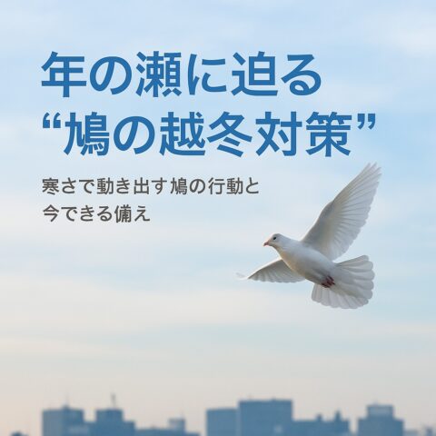 ①年の瀬に迫る“鳩の越冬対策”──寒さで動き出す鳩の行動と今できる備え